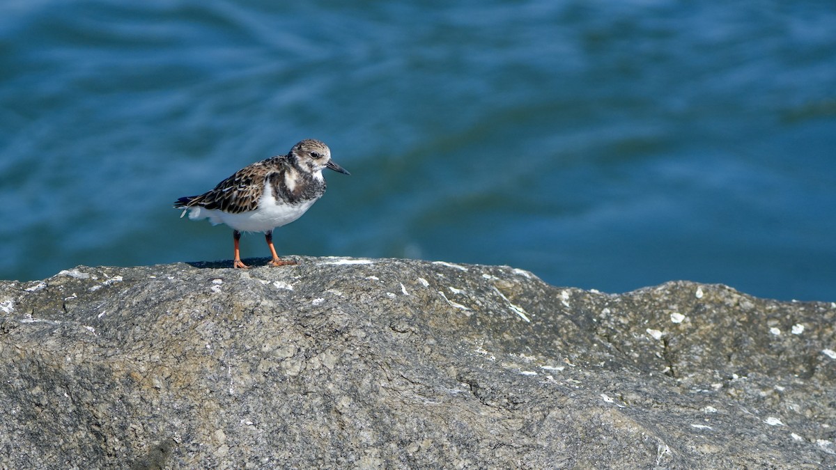 Крем'яшник звичайний - ML646323560