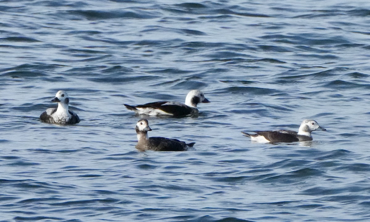 Морянка - ML646323561