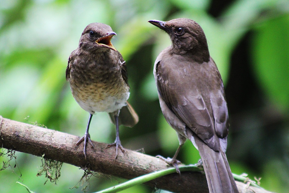 Дрізд чорнодзьобий - ML646323562