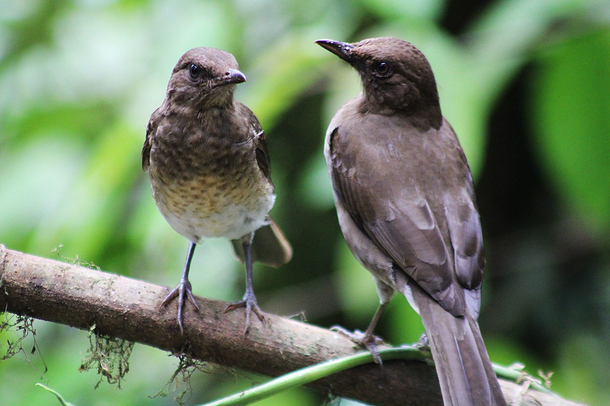 Дрізд чорнодзьобий - ML646323563