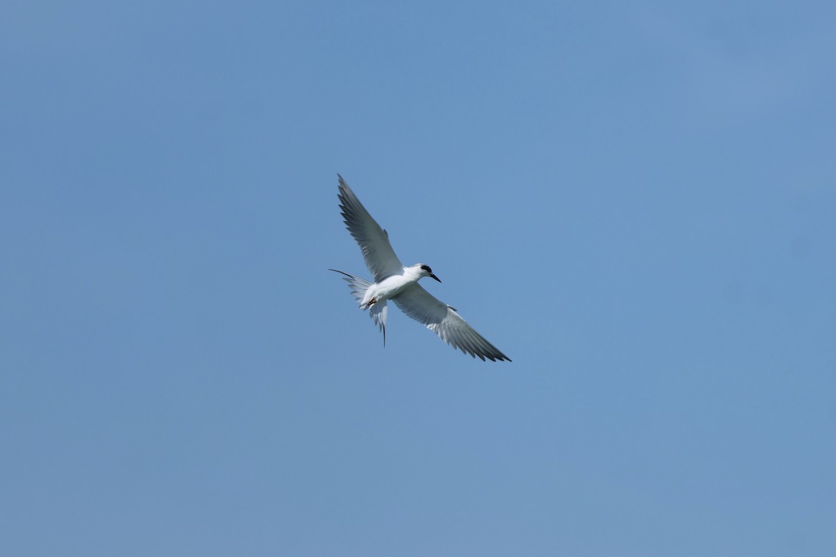 Крячок неоарктичний - ML646323565