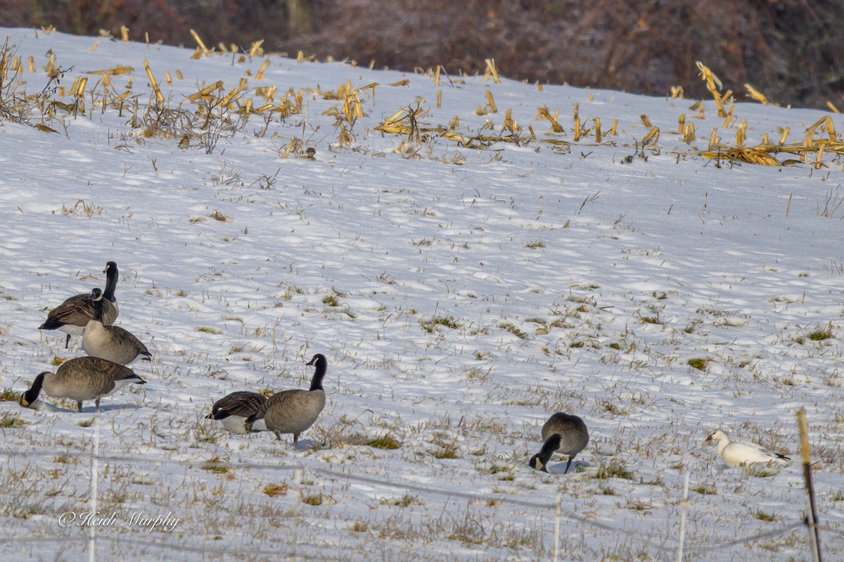 Ross's Goose - ML646323567