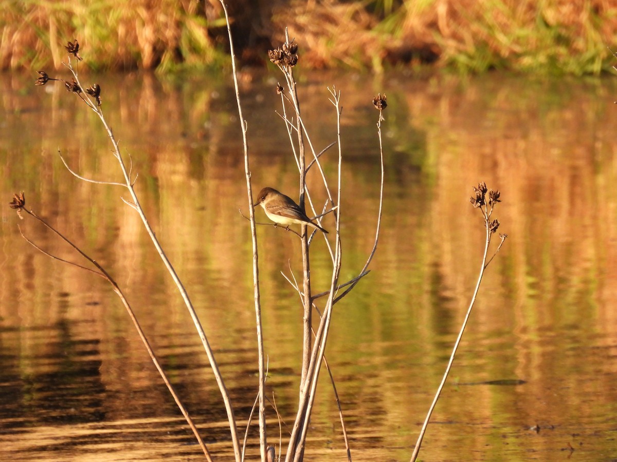 Mosquero Fibí - ML646323572