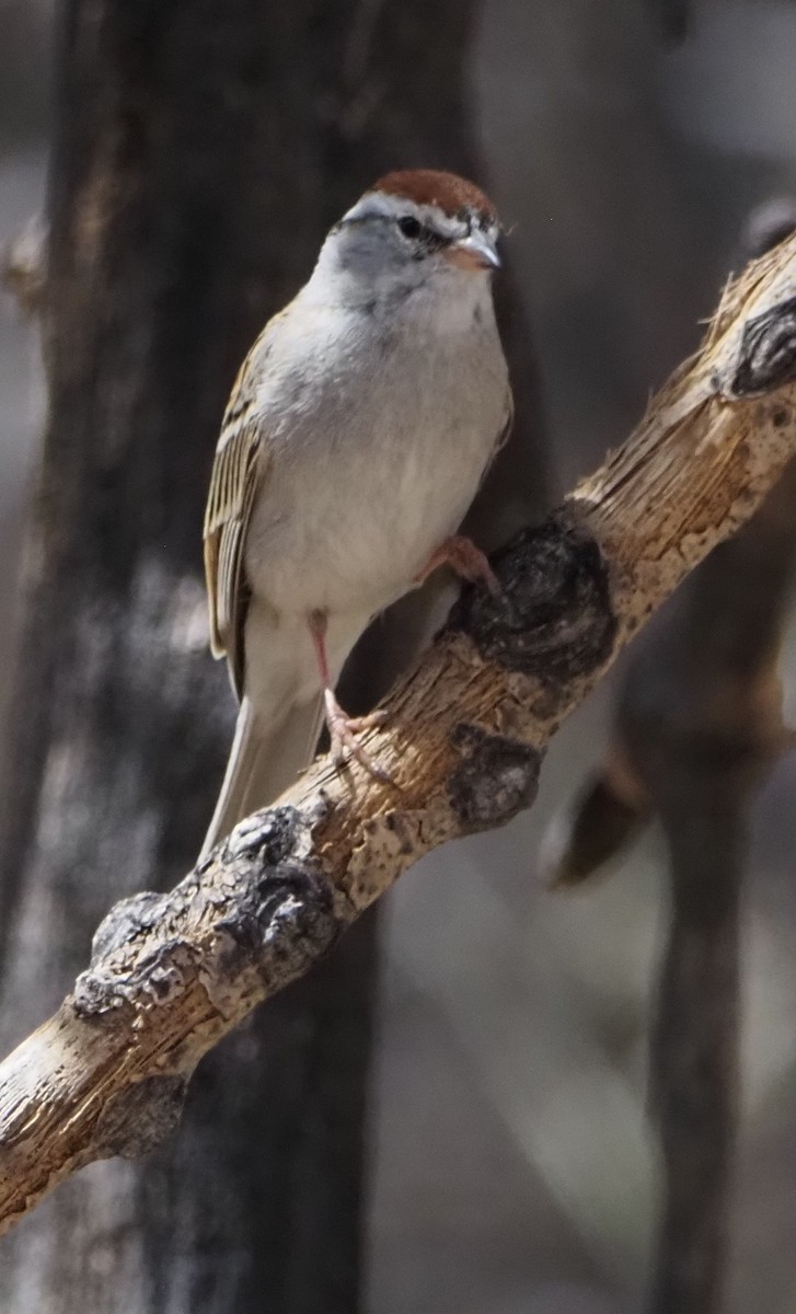 Chipping Sparrow - ML646323574