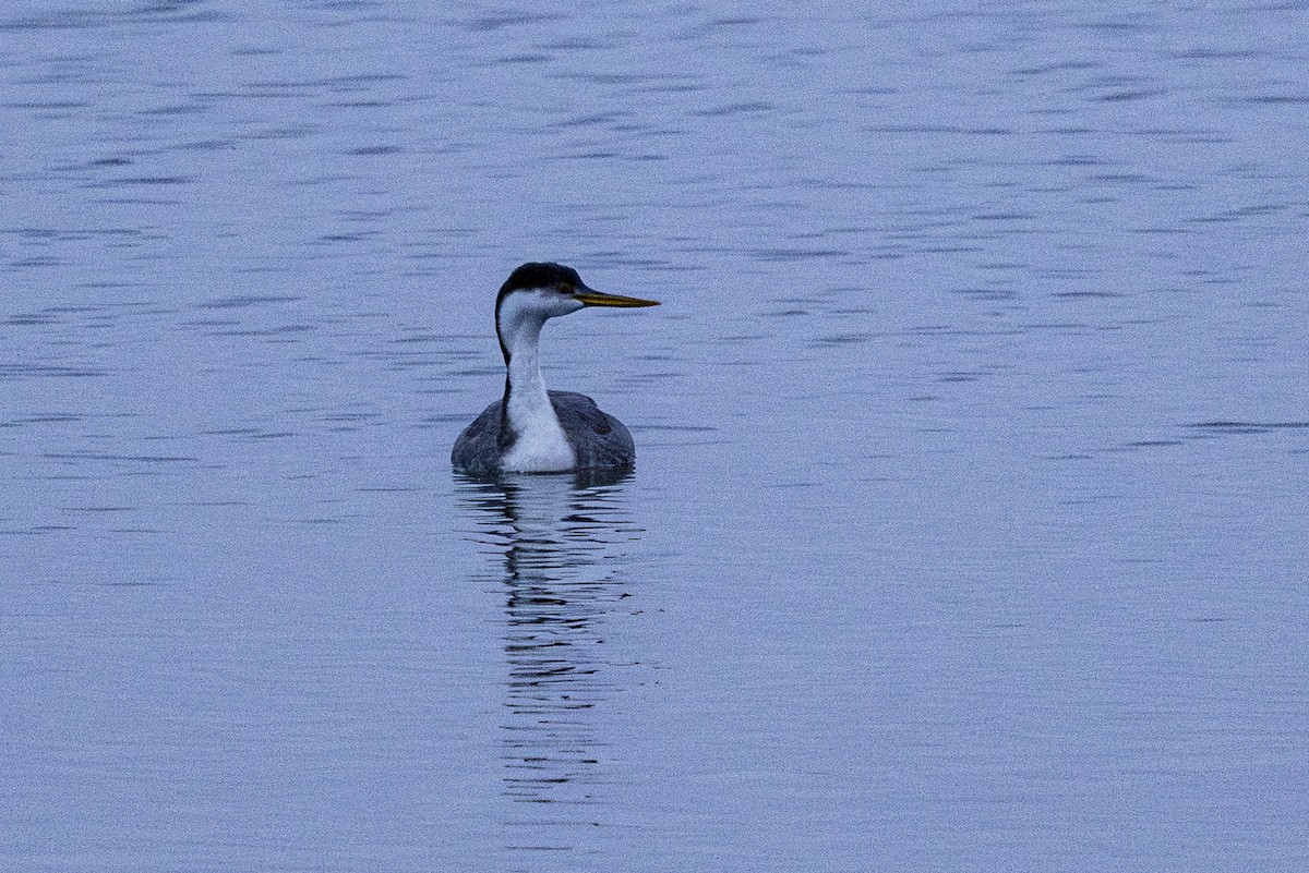 Western Grebe - ML646323576