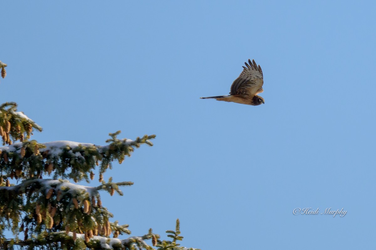 Northern Harrier - ML646323578
