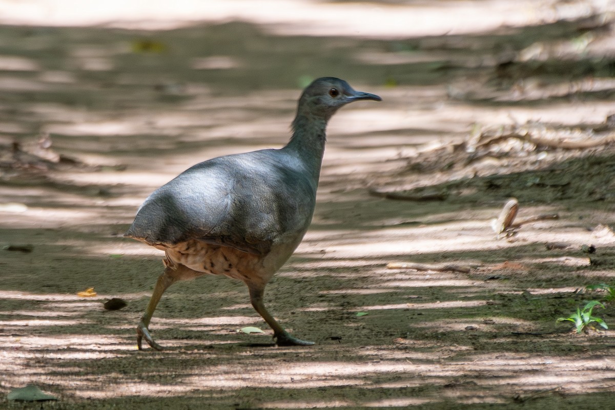 Undulated Tinamou - ML646323579