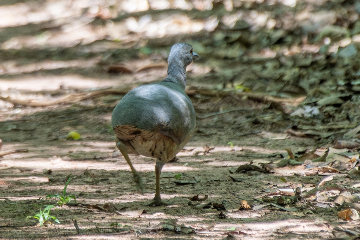 Undulated Tinamou - ML646323580