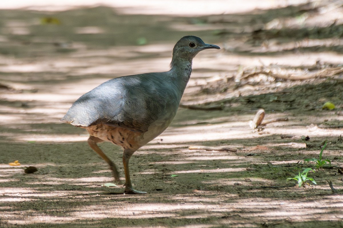 Undulated Tinamou - ML646323581