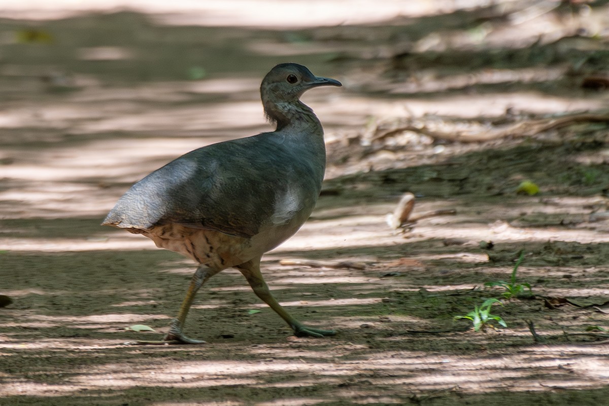Undulated Tinamou - ML646323582