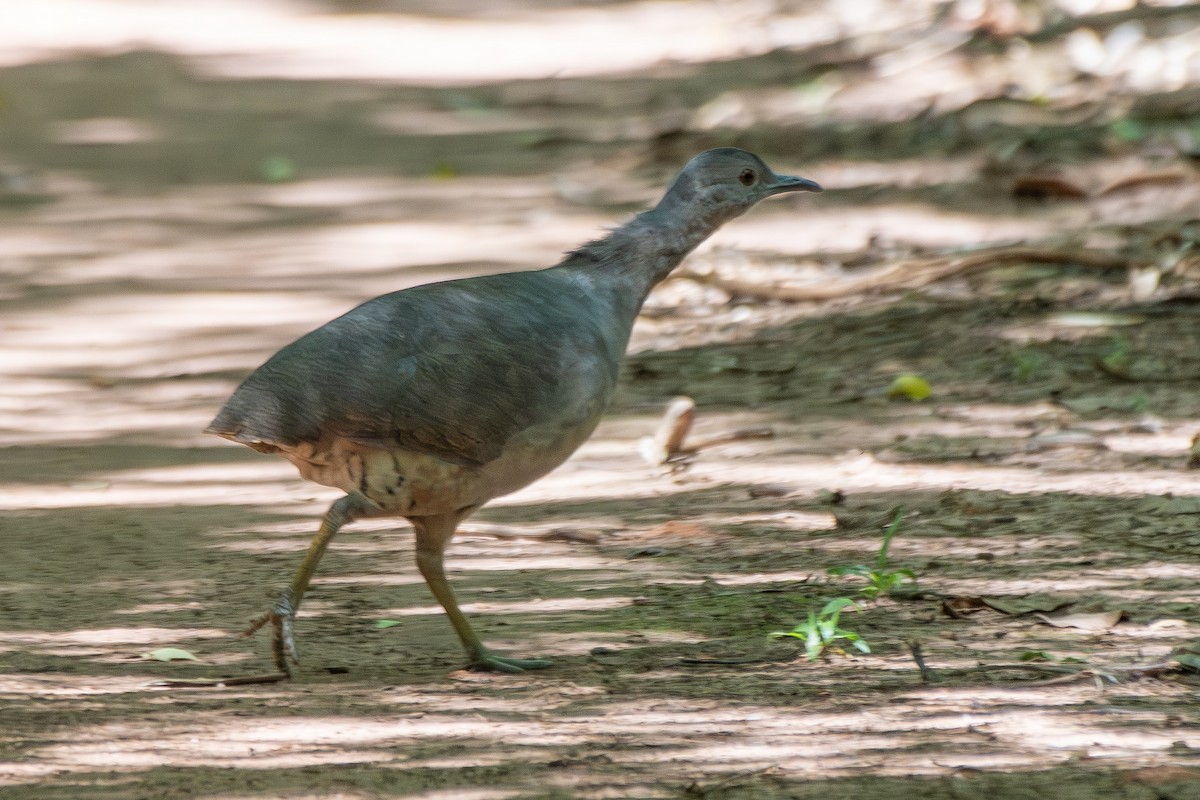 Undulated Tinamou - ML646323583