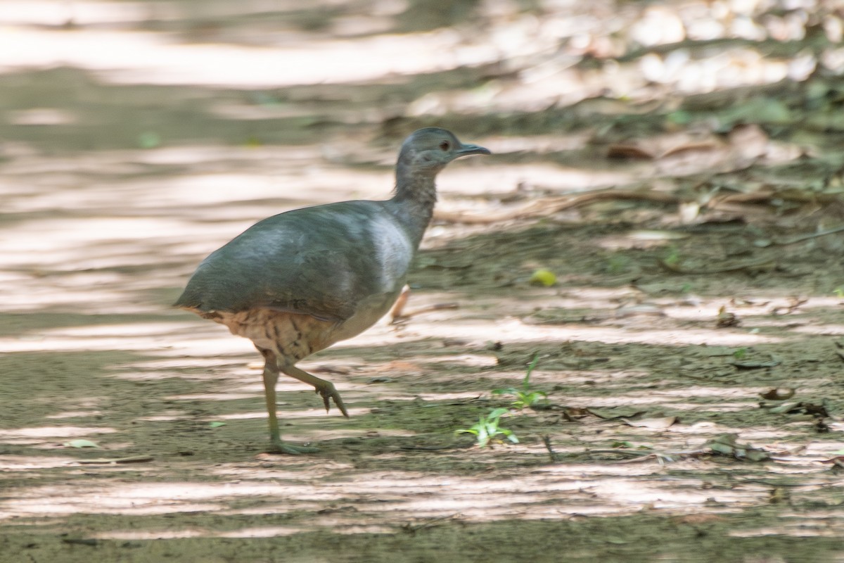 Undulated Tinamou - ML646323584