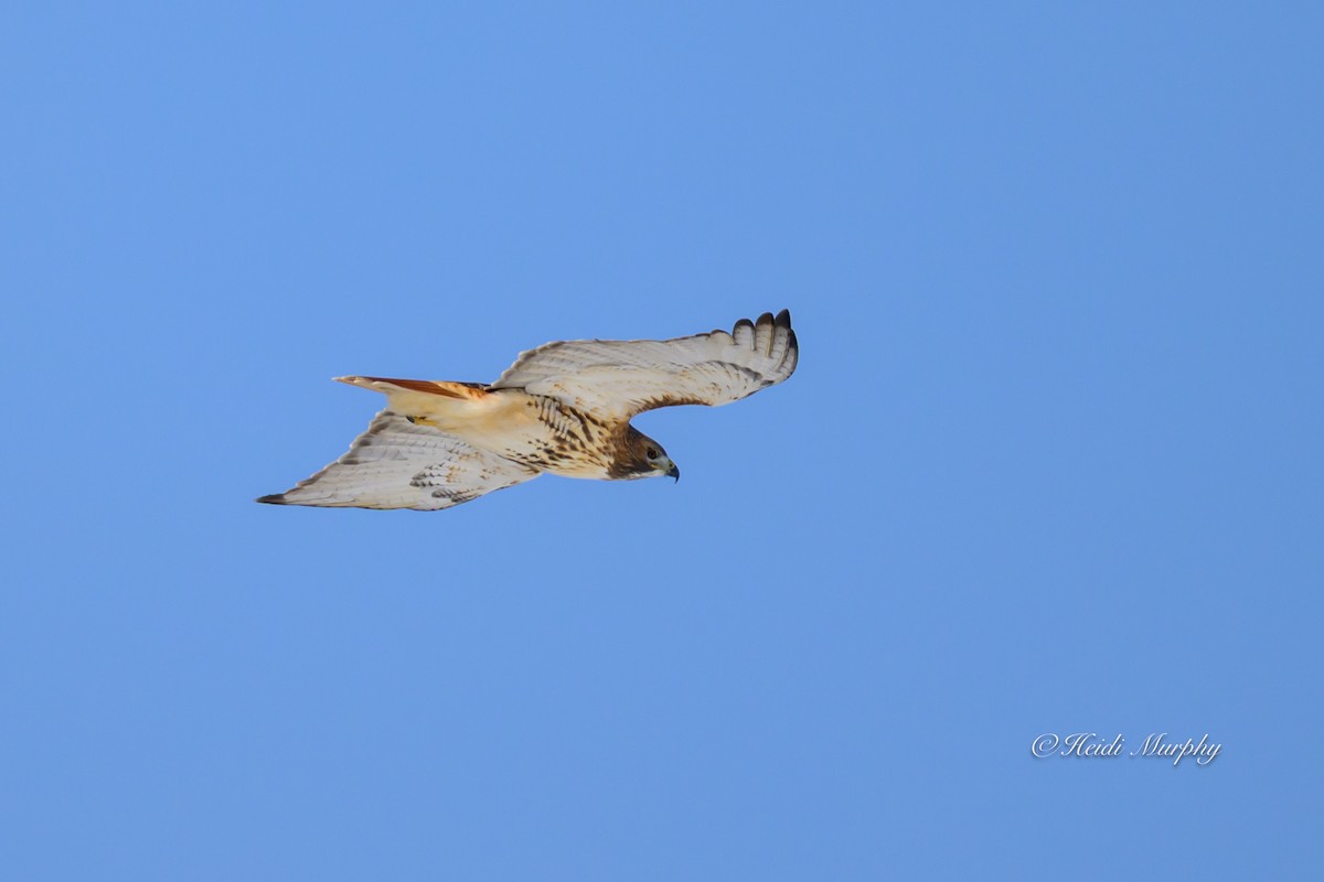 Red-tailed Hawk - ML646323589