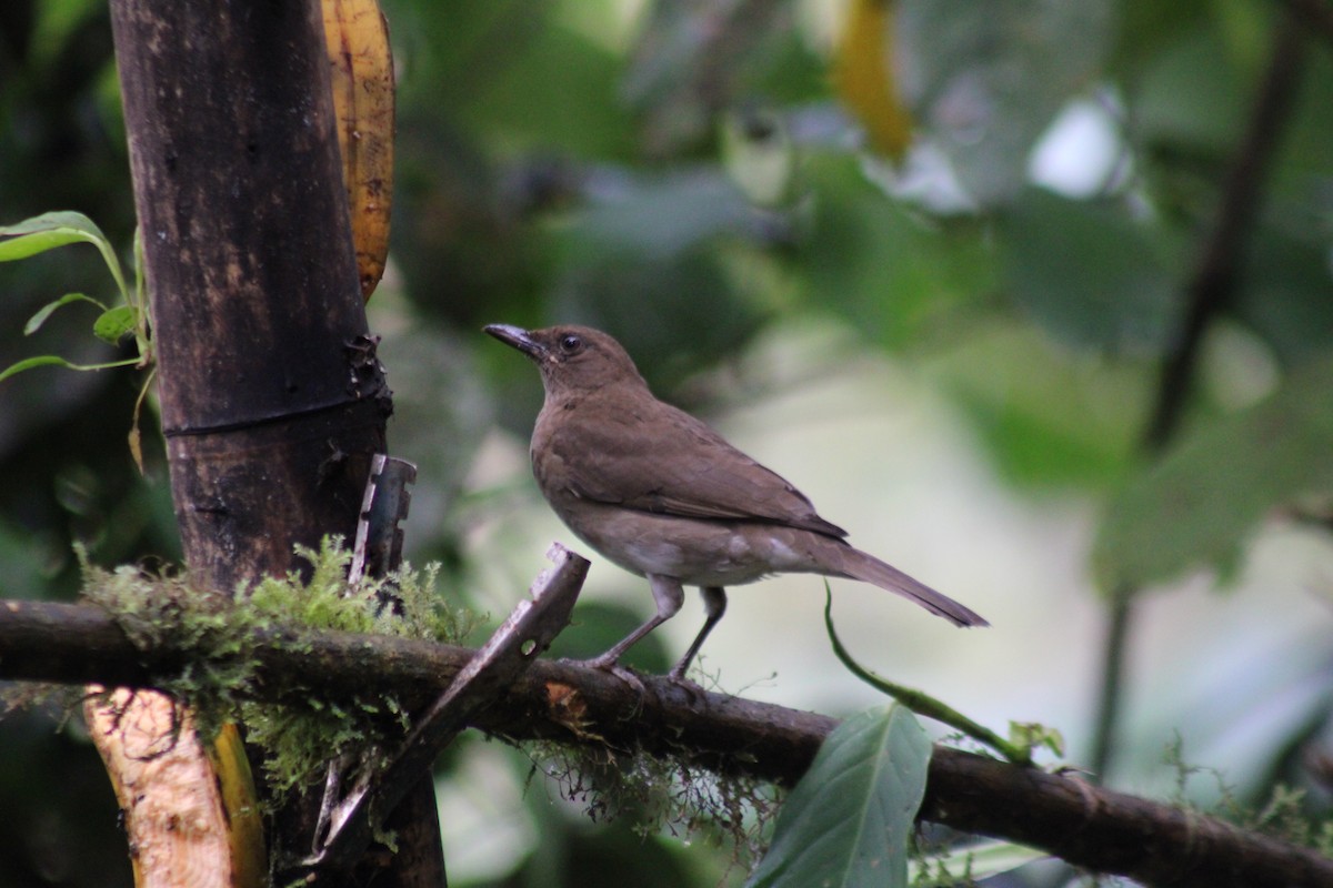 Черноклювый дрозд - ML646323591