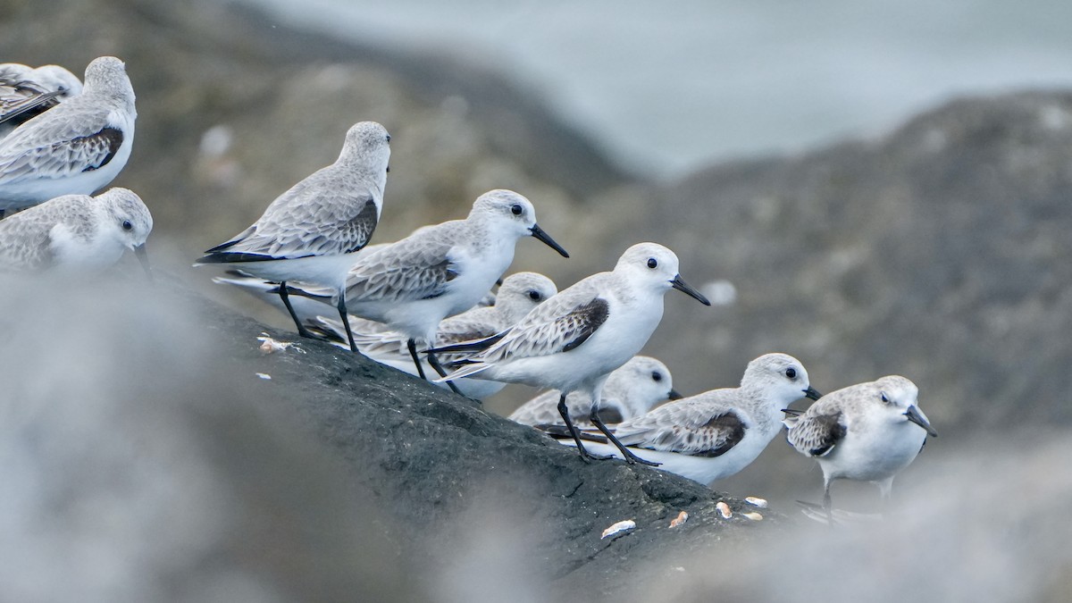 jespák písečný - ML646323592