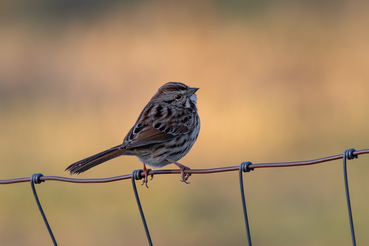 Song Sparrow - ML646323598