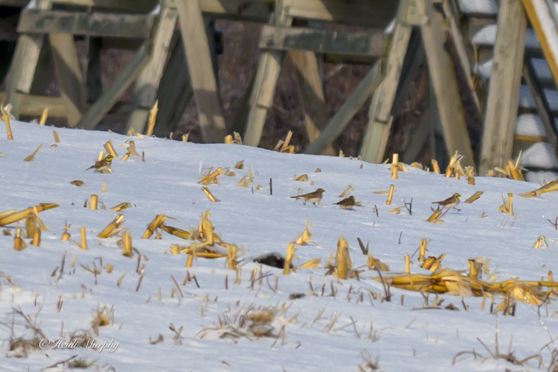 Horned Lark - ML646323599