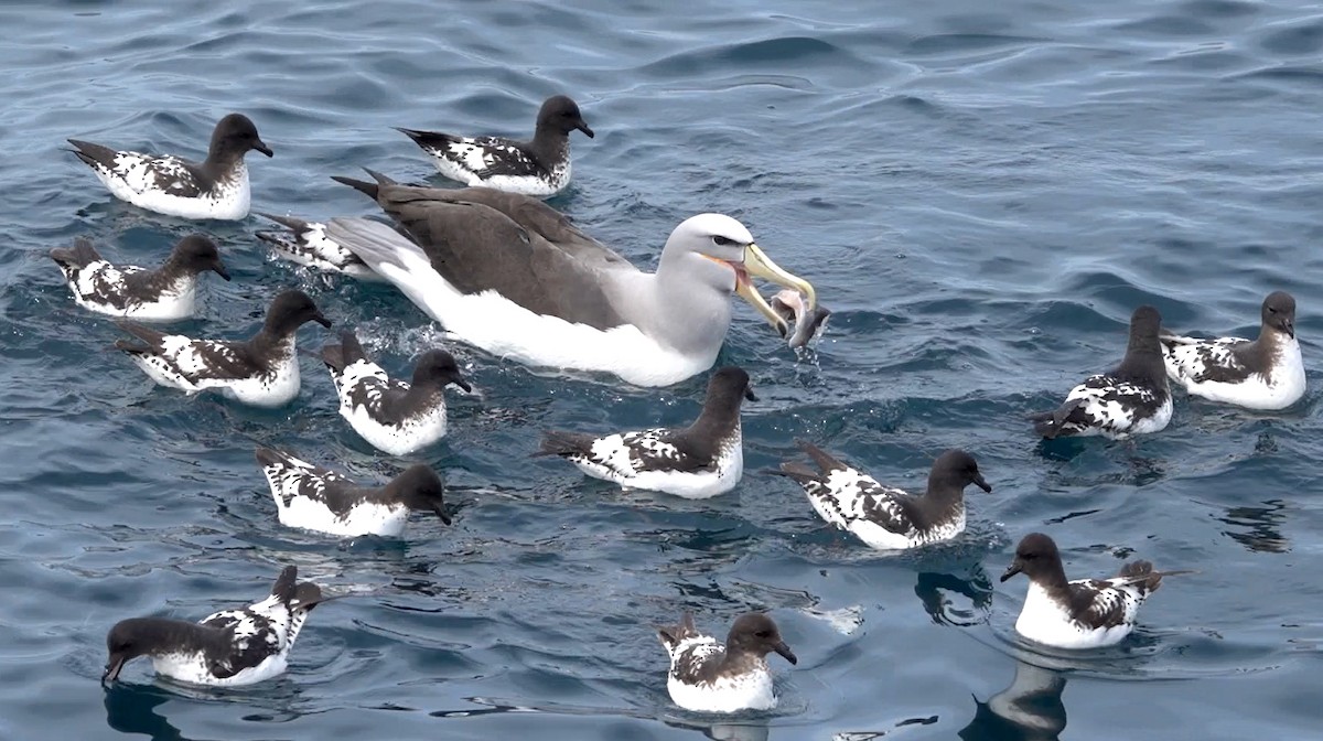 Pintado Petrel - ML646323602