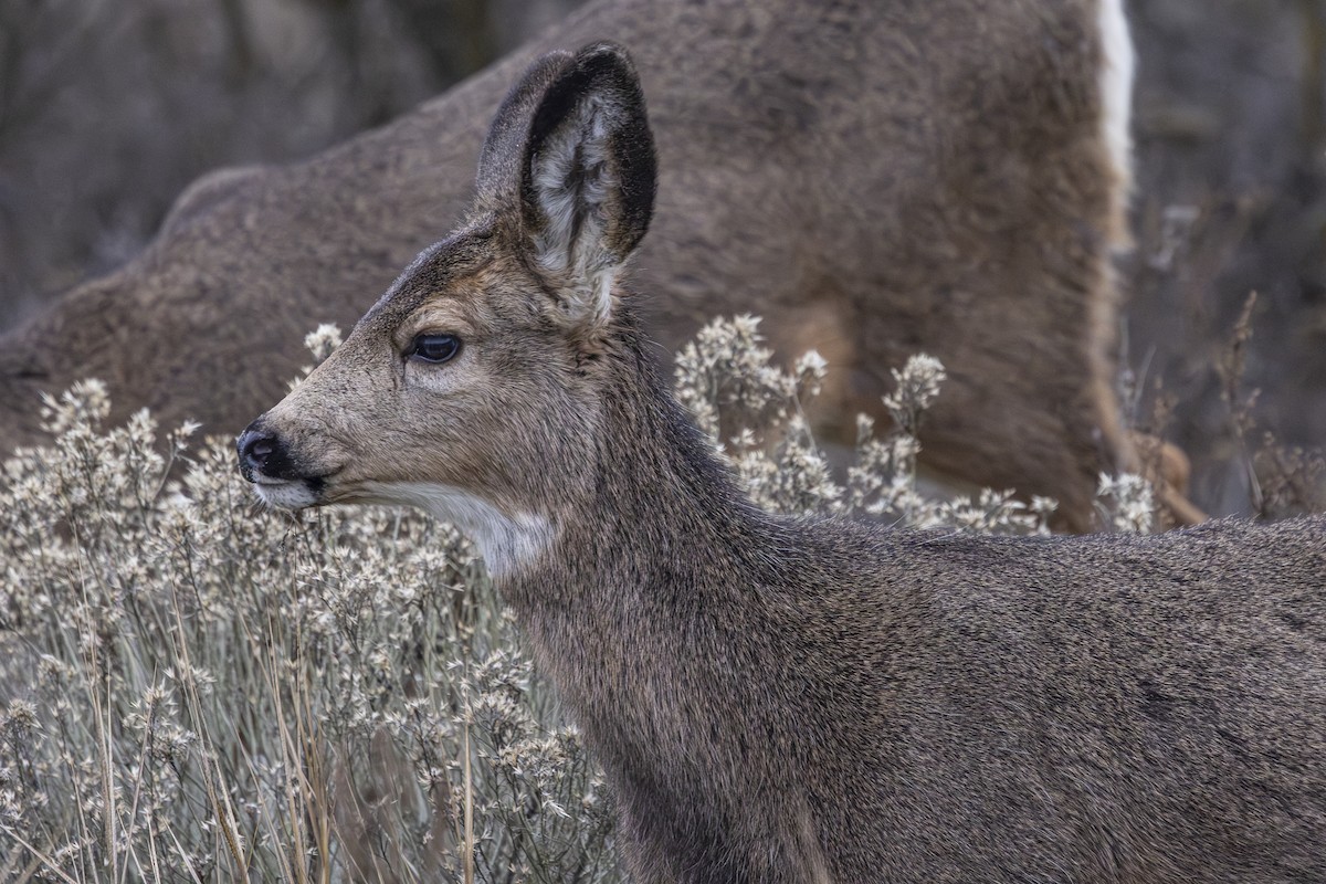 Mule Deer - ML646323603