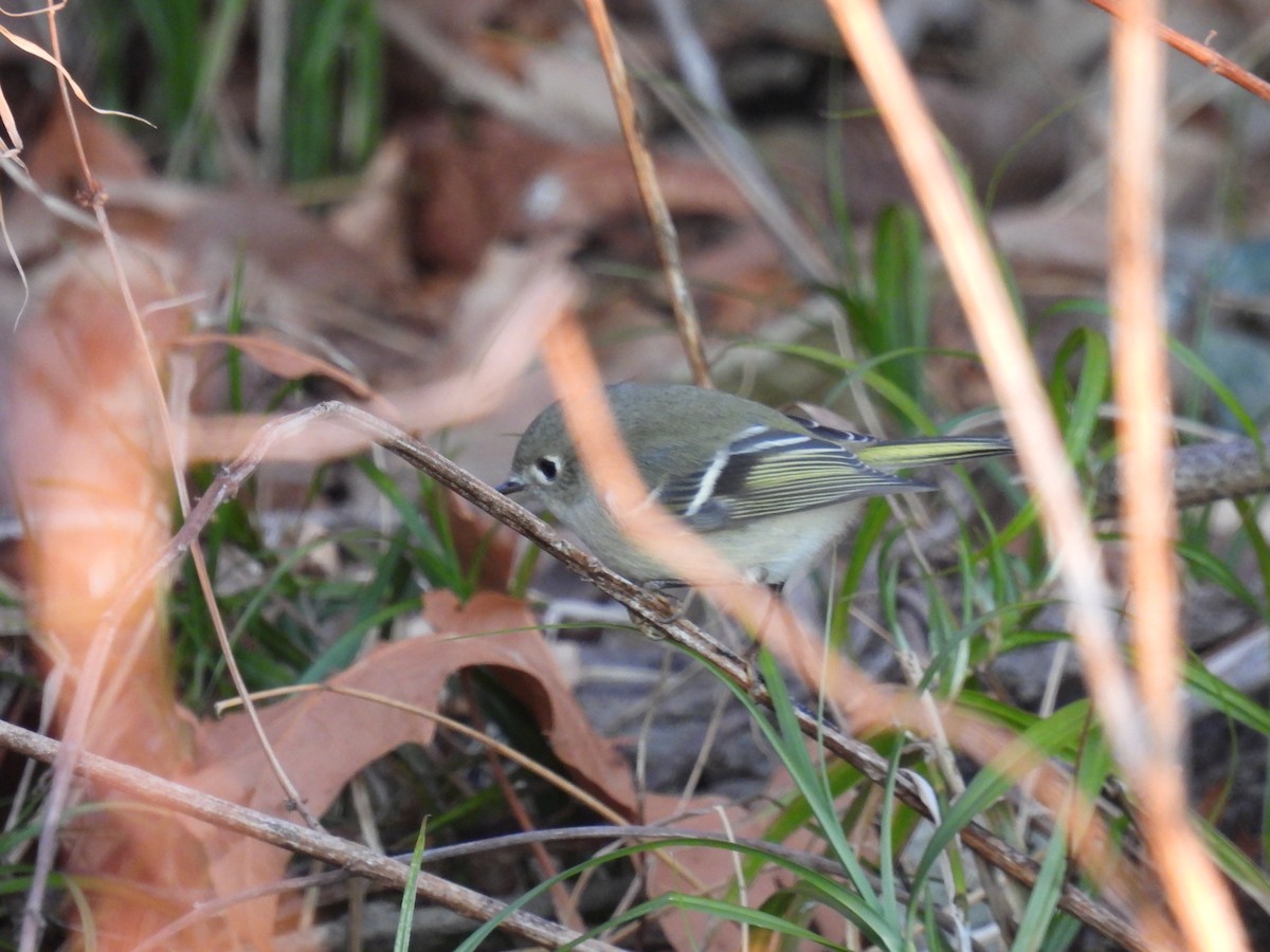 Ruby-crowned Kinglet - ML646323604