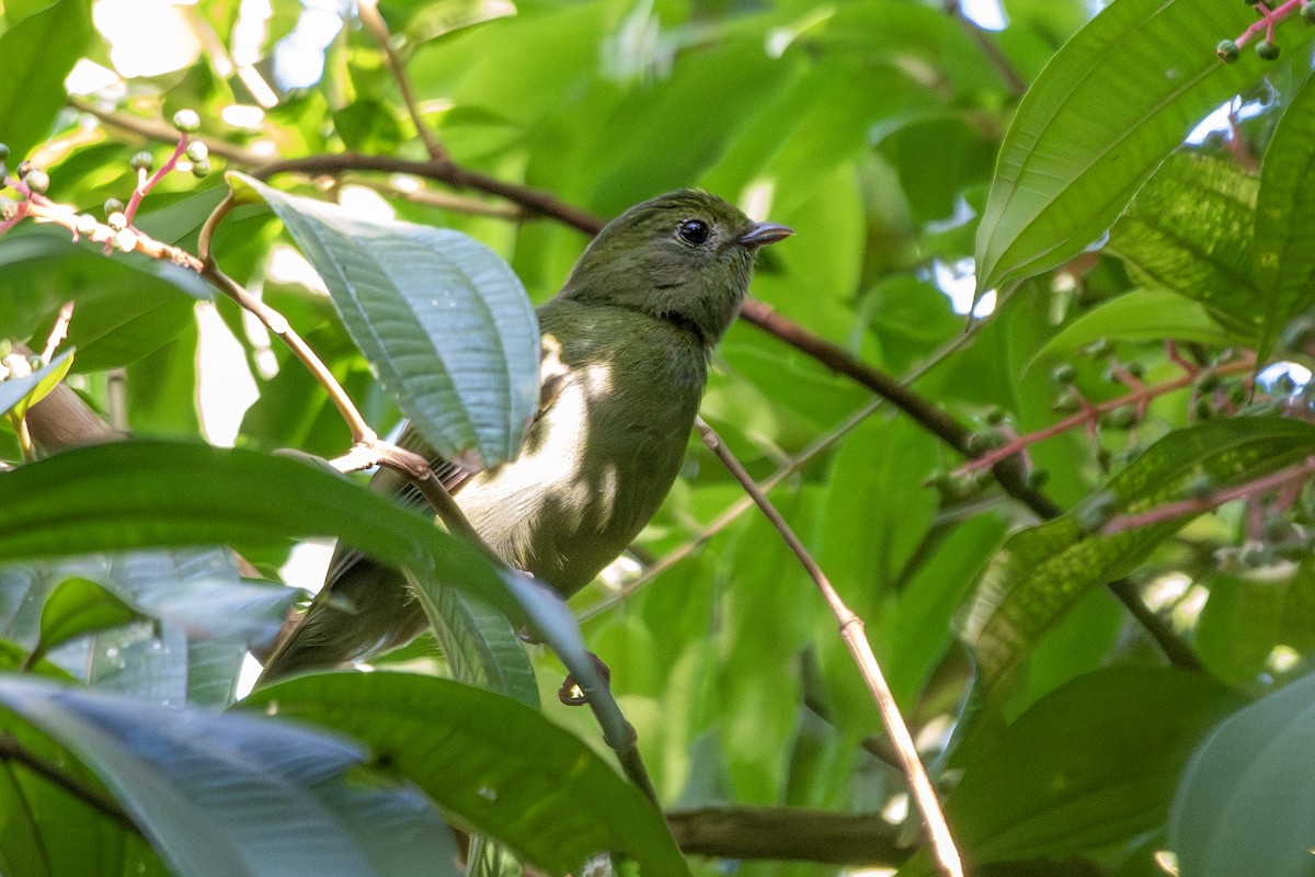 Swallow-tailed Manakin - ML646323610