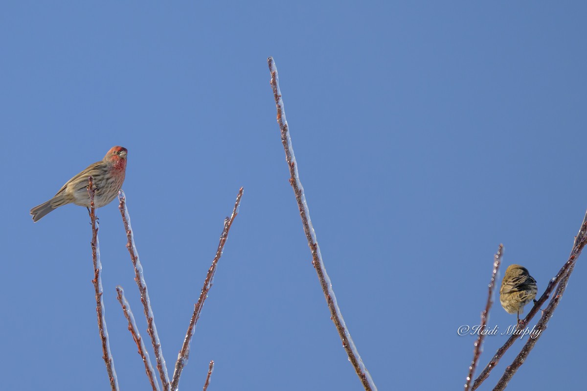 House Finch - ML646323611