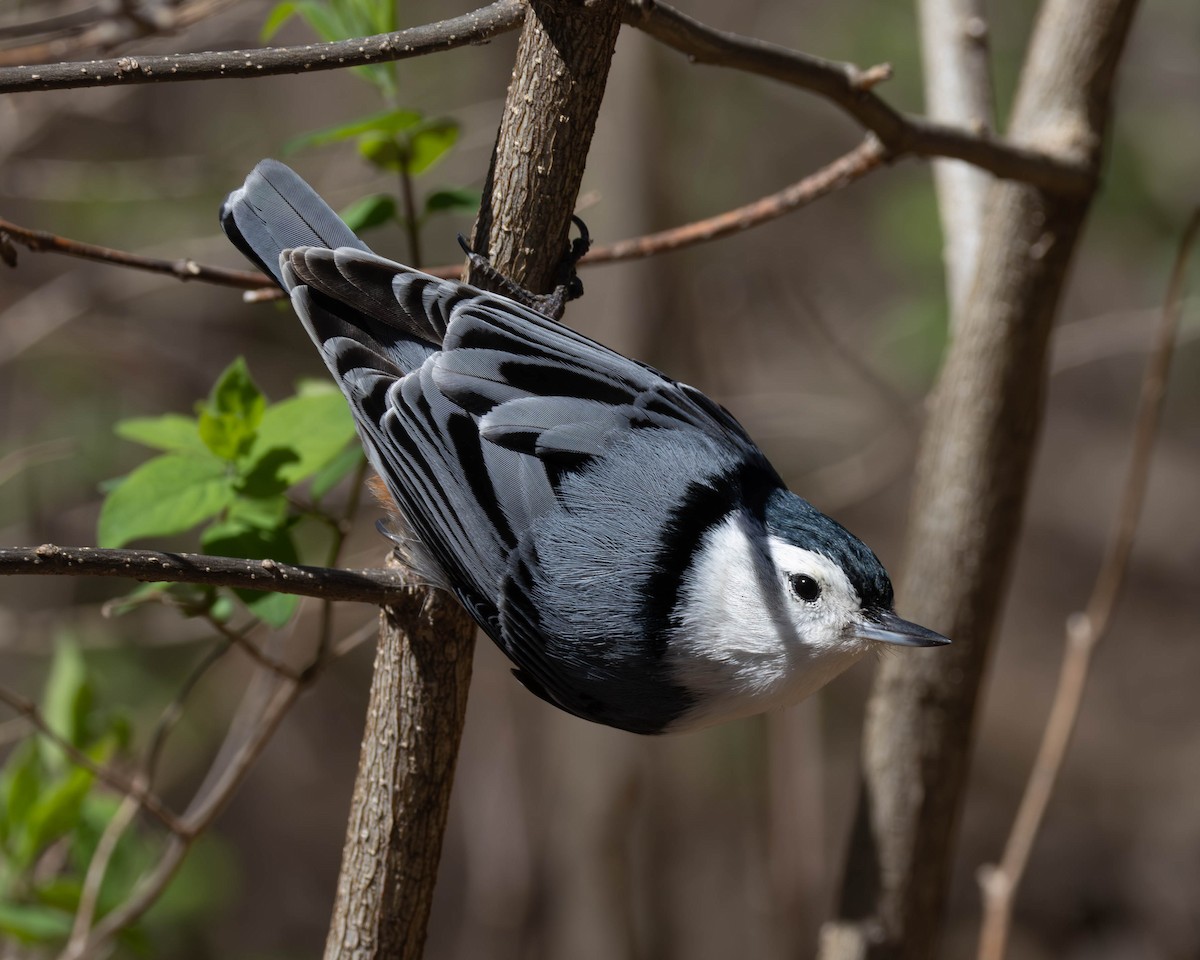 White-breasted Nuthatch - ML646323616