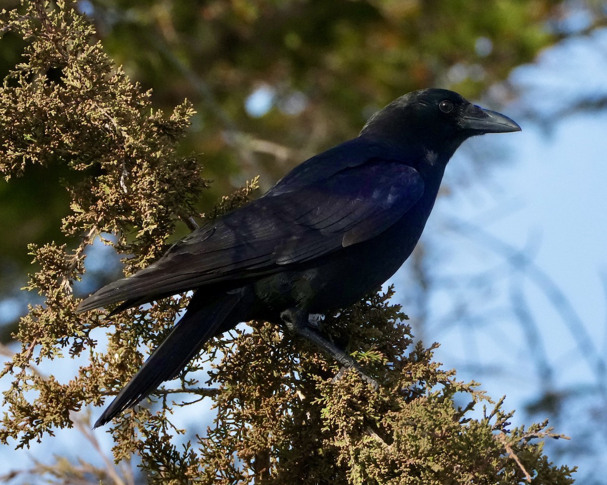 American Crow - ML646323619