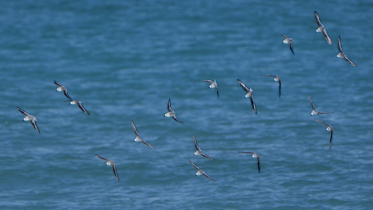 jespák písečný - ML646323620