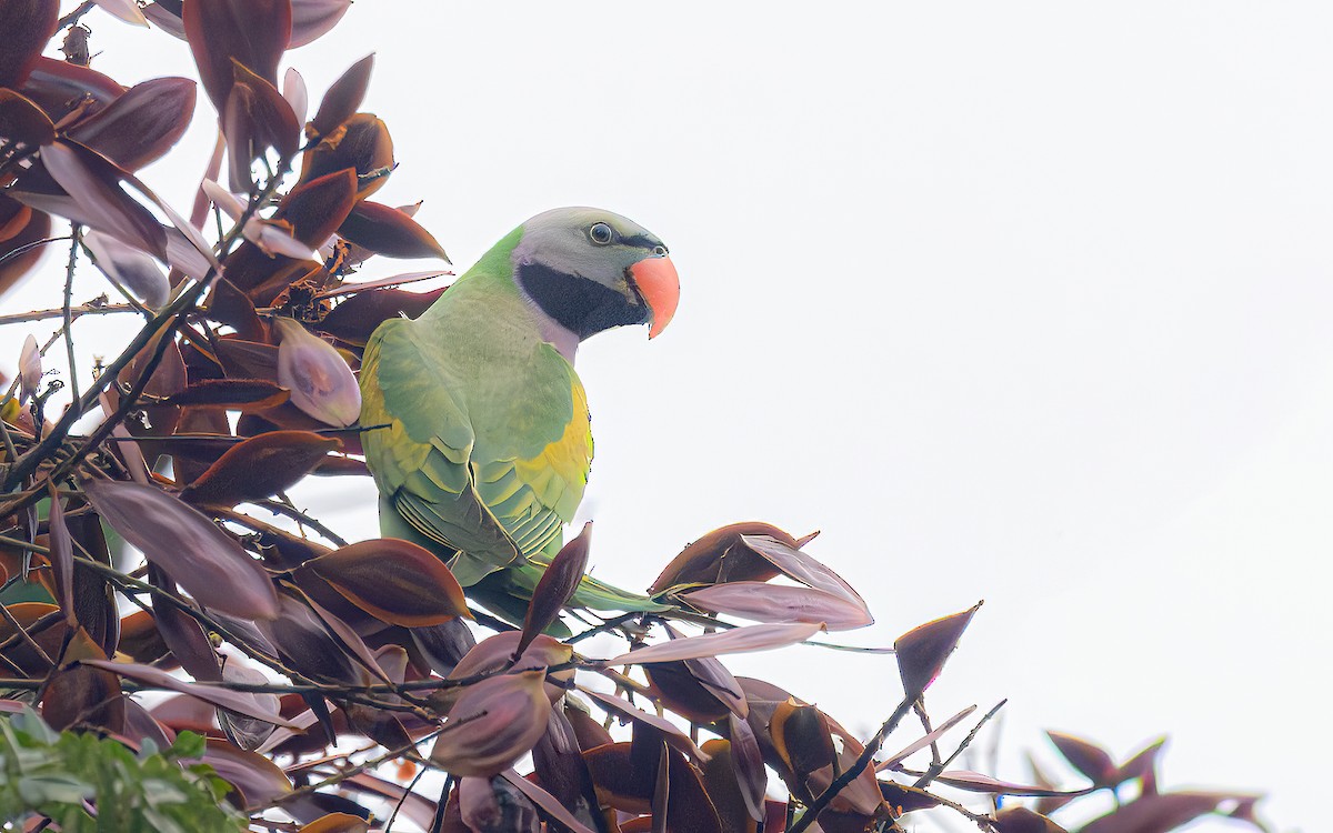 Red-breasted Parakeet - ML646323623