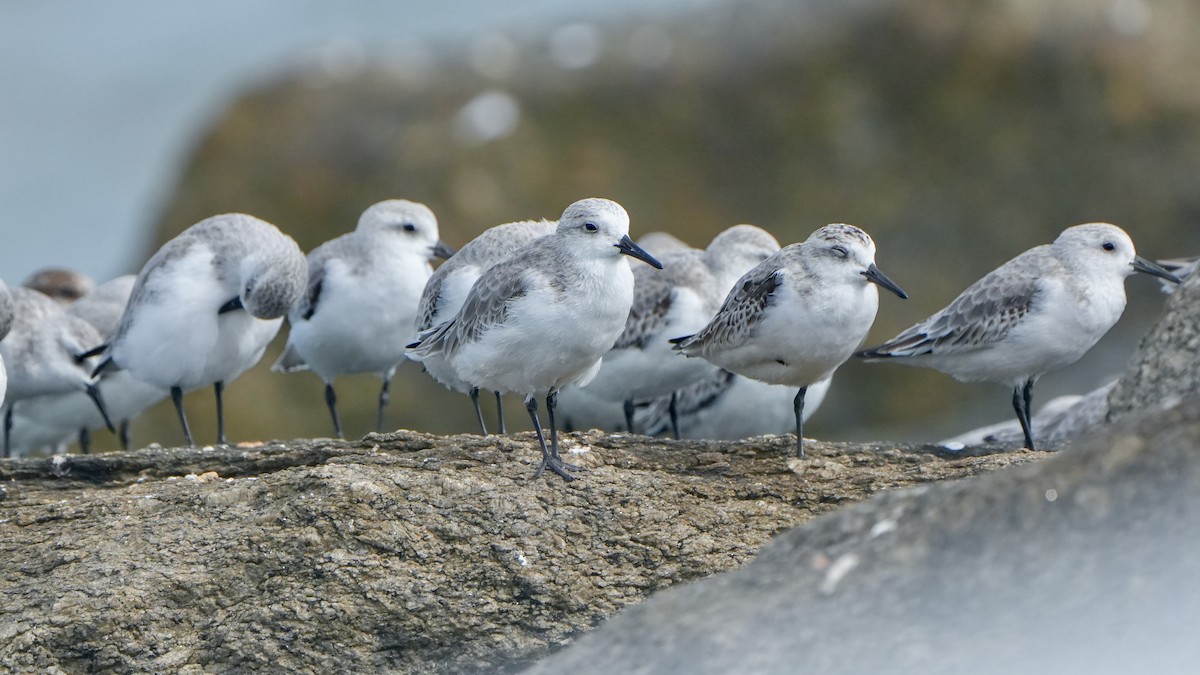 jespák písečný - ML646323628