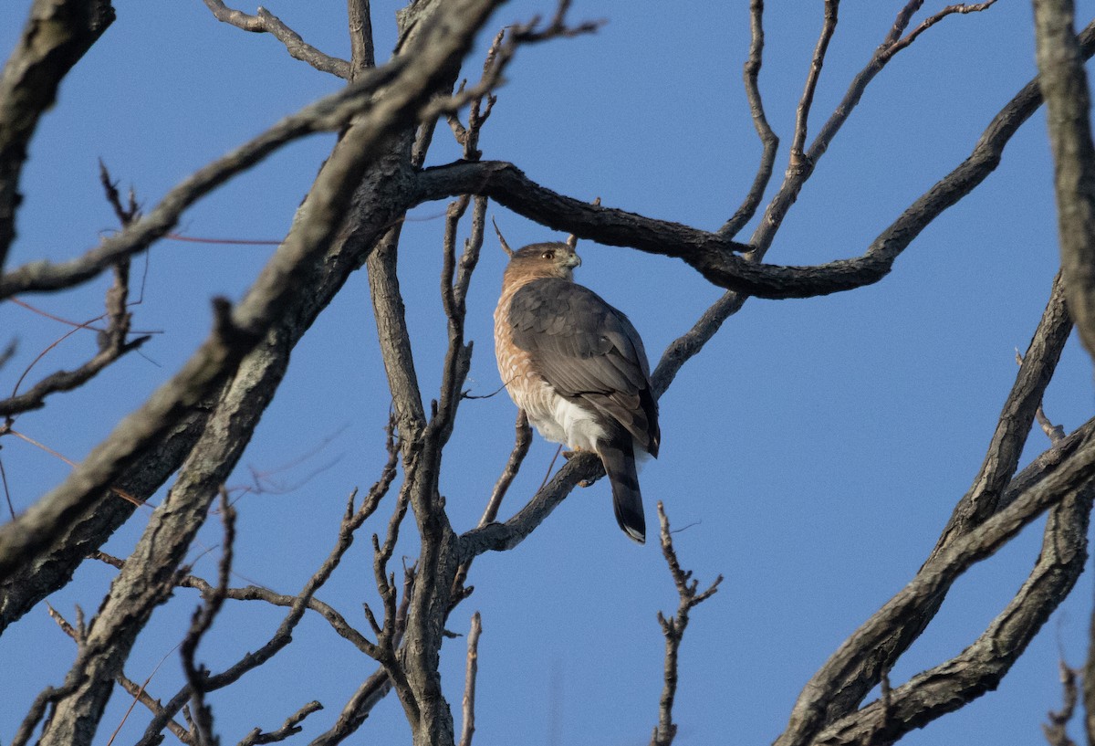 Cooper's Hawk - ML646323630
