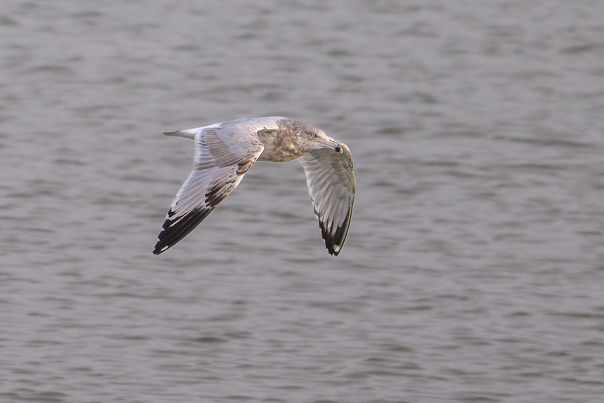 American Herring Gull - ML646323631