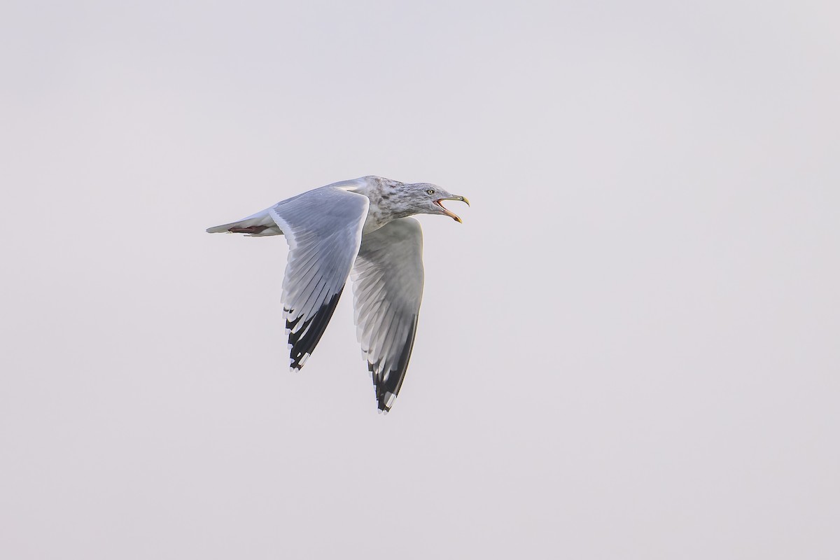 American Herring Gull - ML646323632