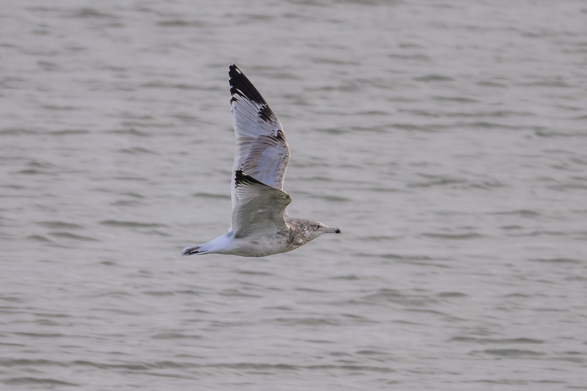 American Herring Gull - ML646323633