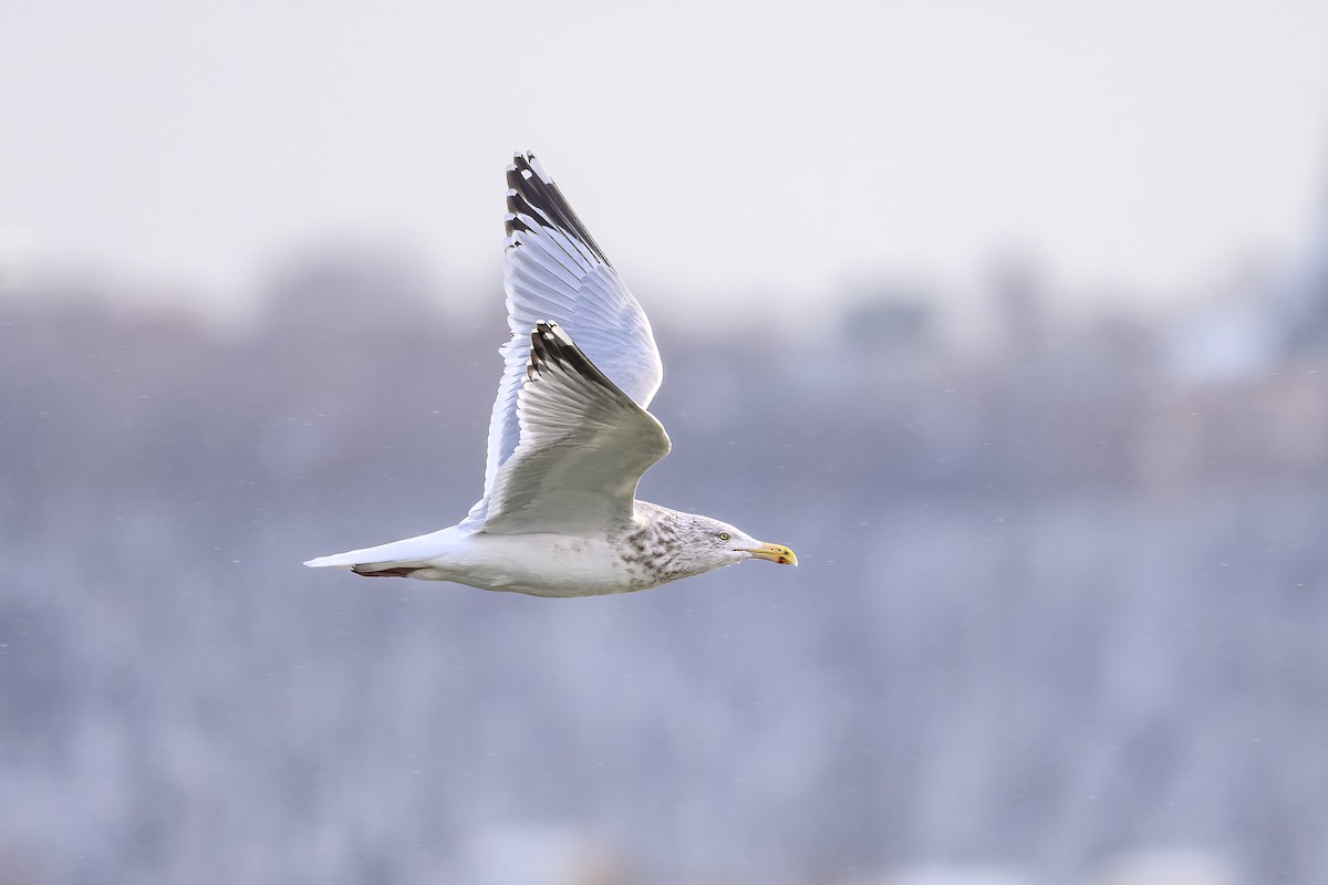 American Herring Gull - ML646323634