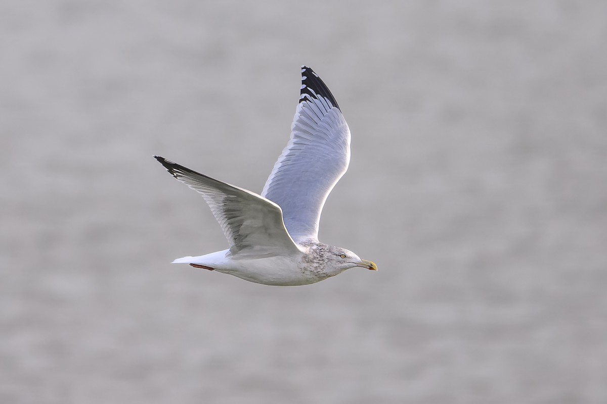 American Herring Gull - ML646323635