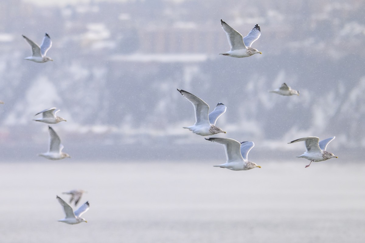 American Herring Gull - ML646323636