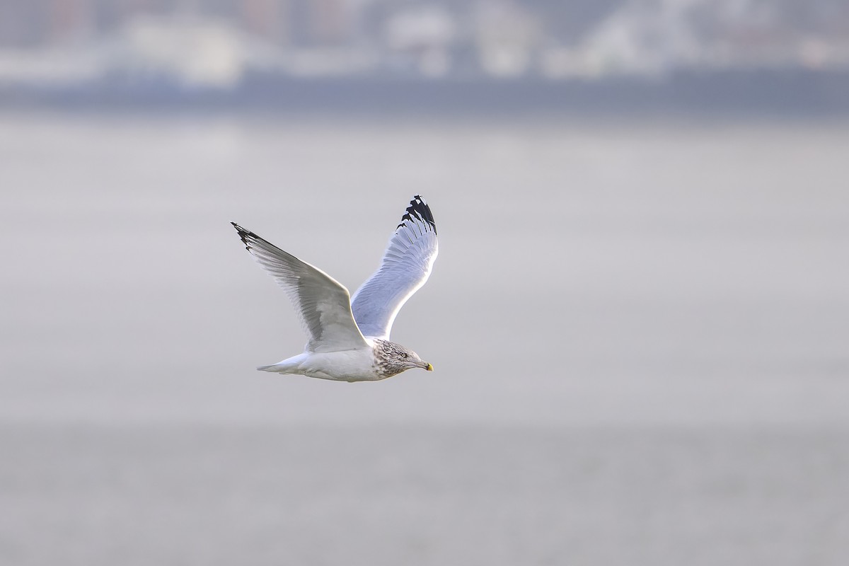 American Herring Gull - ML646323637