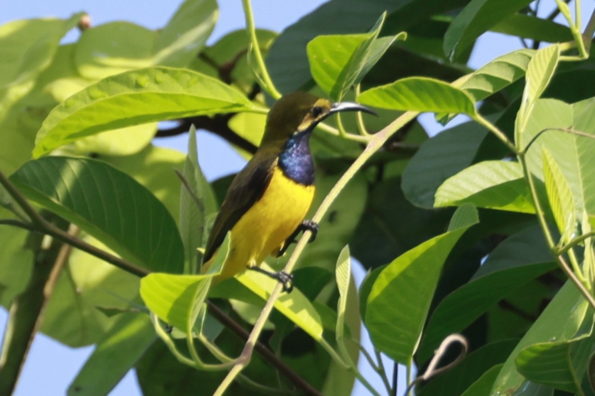 Sahul Sunbird - ML646323638