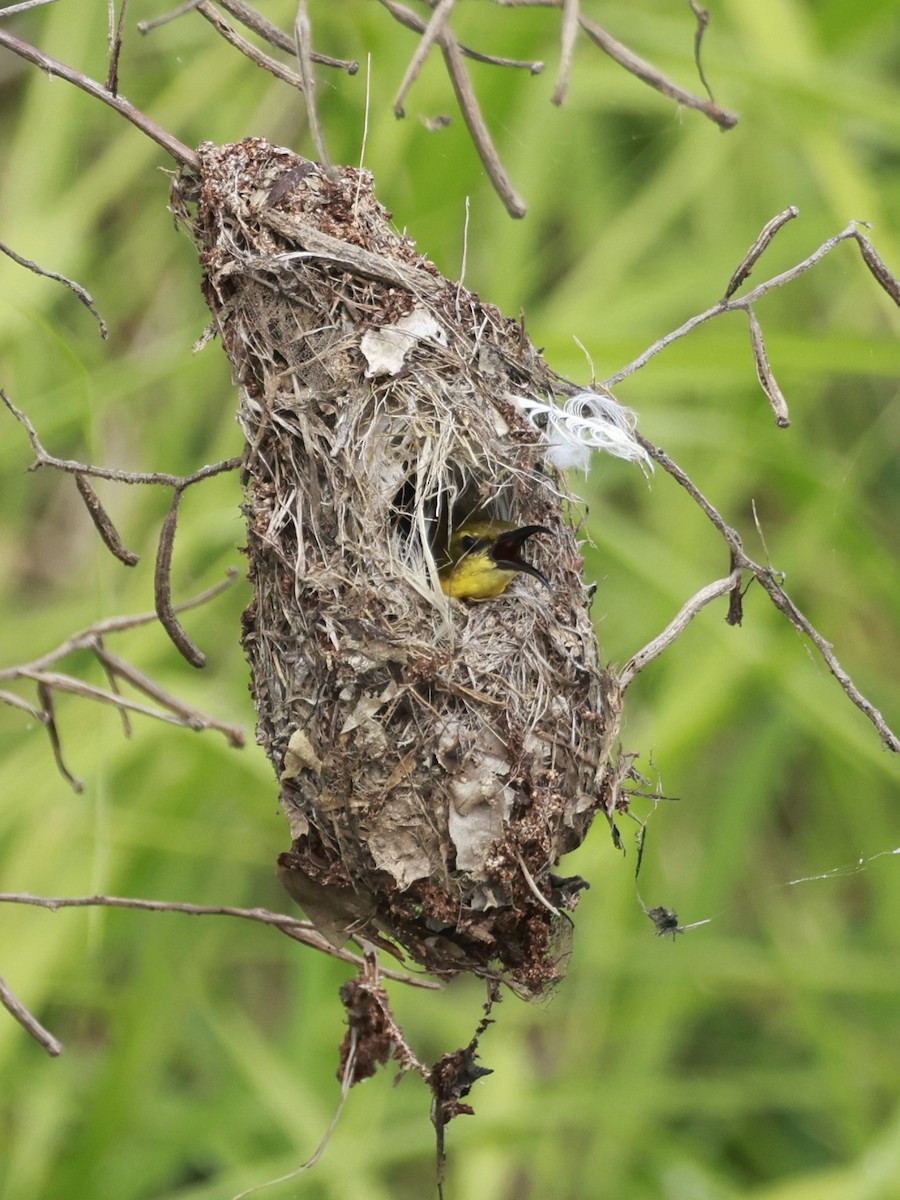 Sahul Sunbird - ML646323639