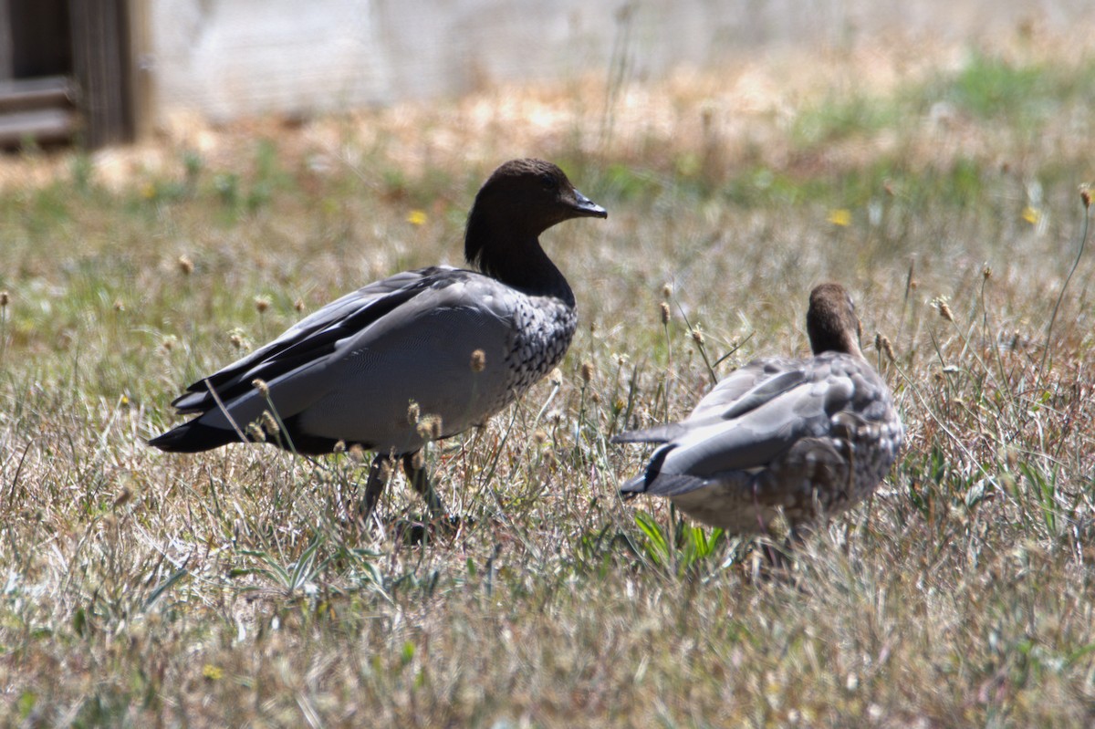Maned Duck - ML646323642