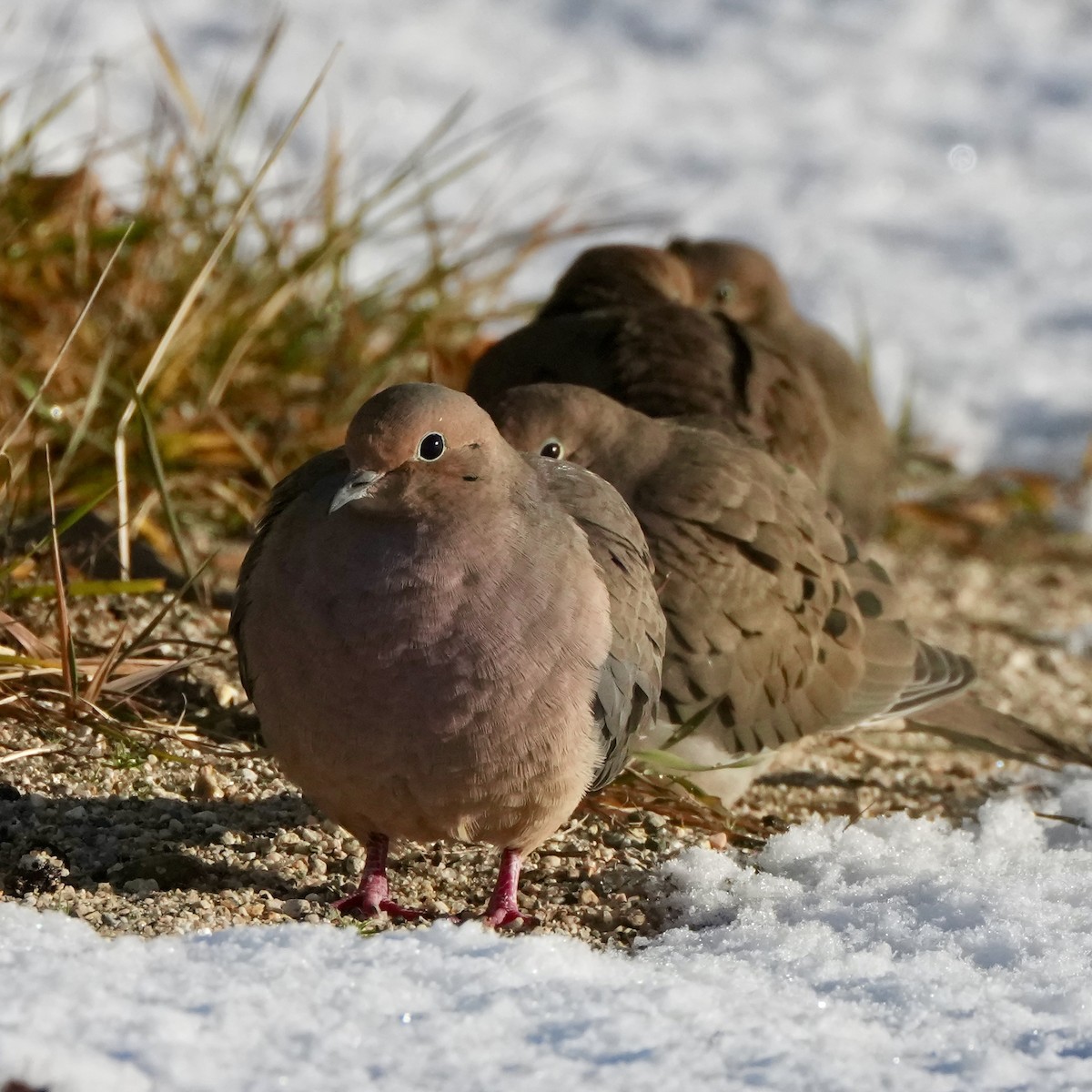 Mourning Dove - ML646323643