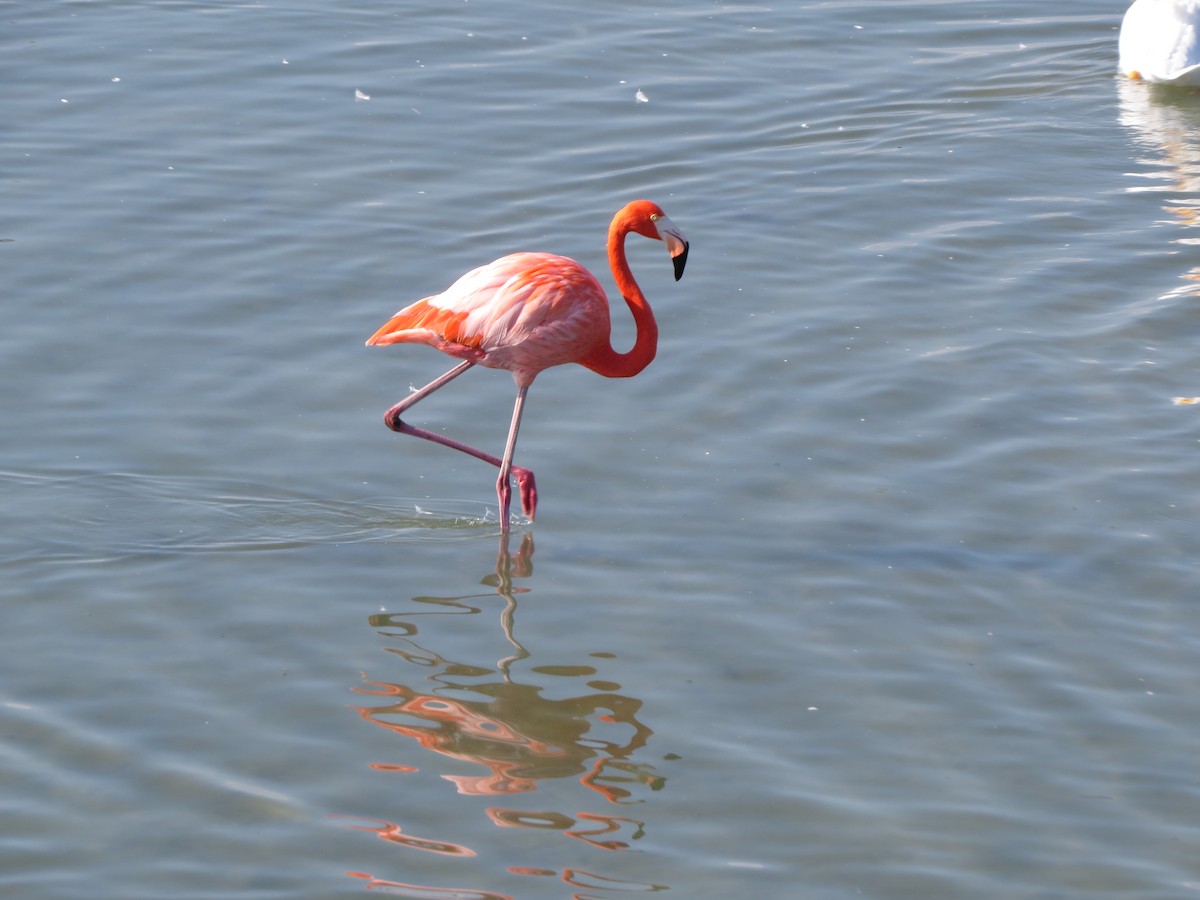American Flamingo - ML646323644