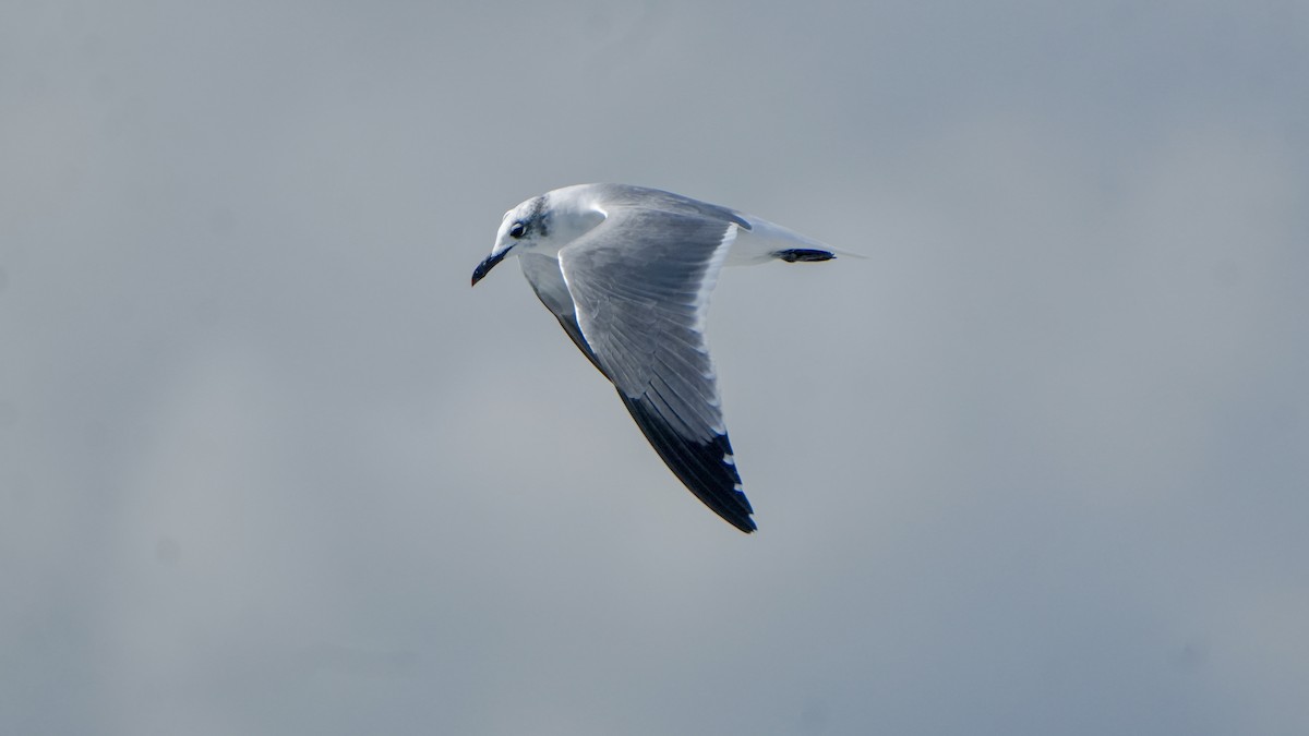 Laughing Gull - ML646323647