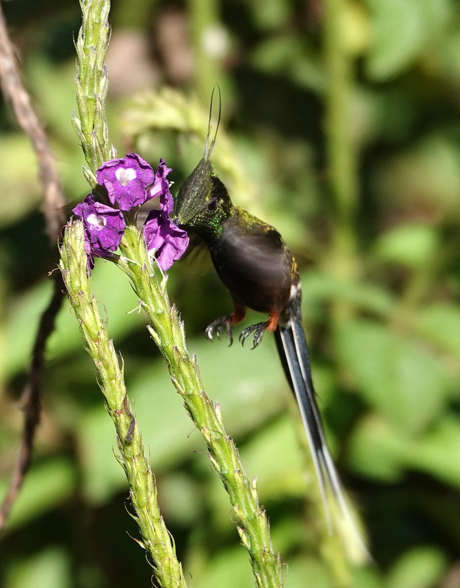 Wire-crested Thorntail - ML646323648
