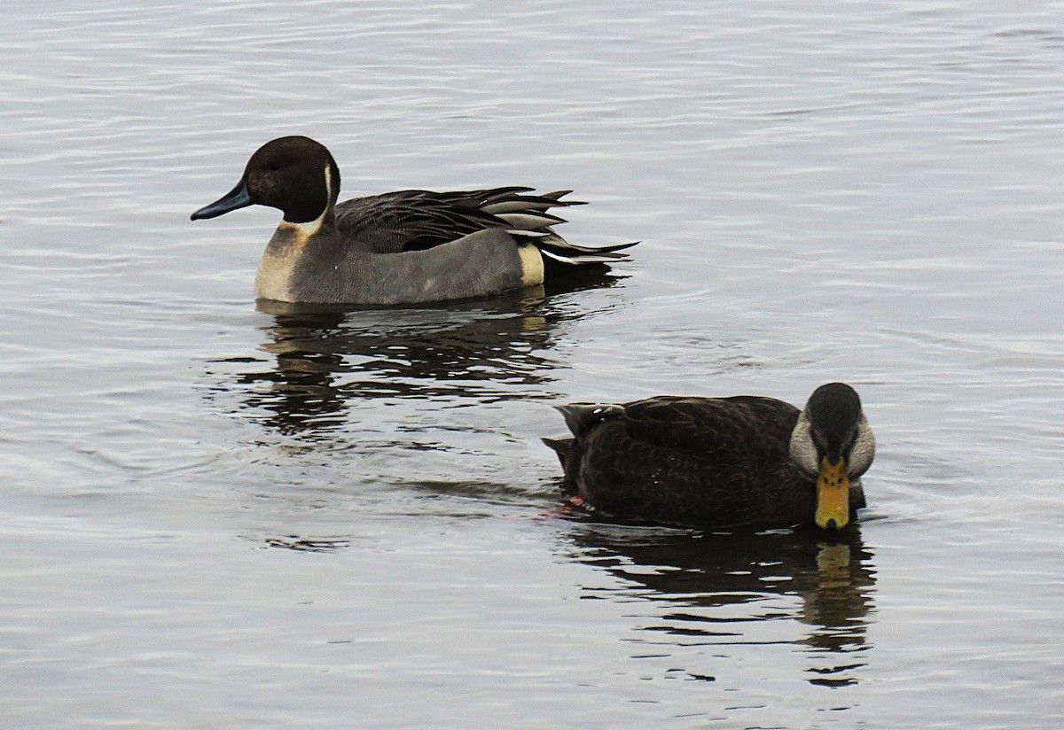 American Black Duck - ML646323649