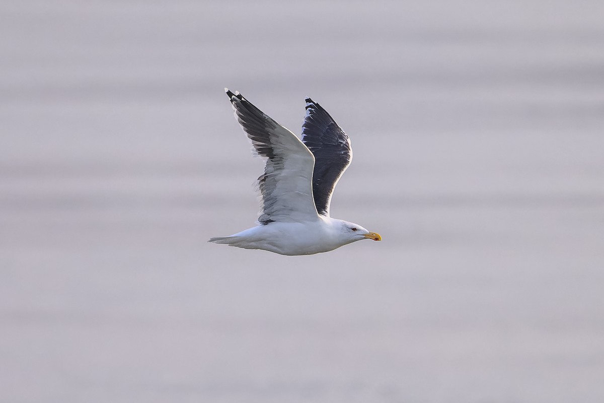 Great Black-backed Gull - ML646323655