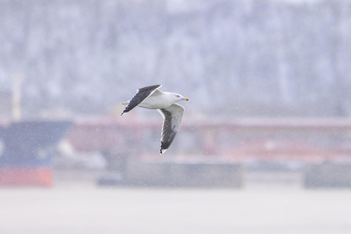 Great Black-backed Gull - ML646323656