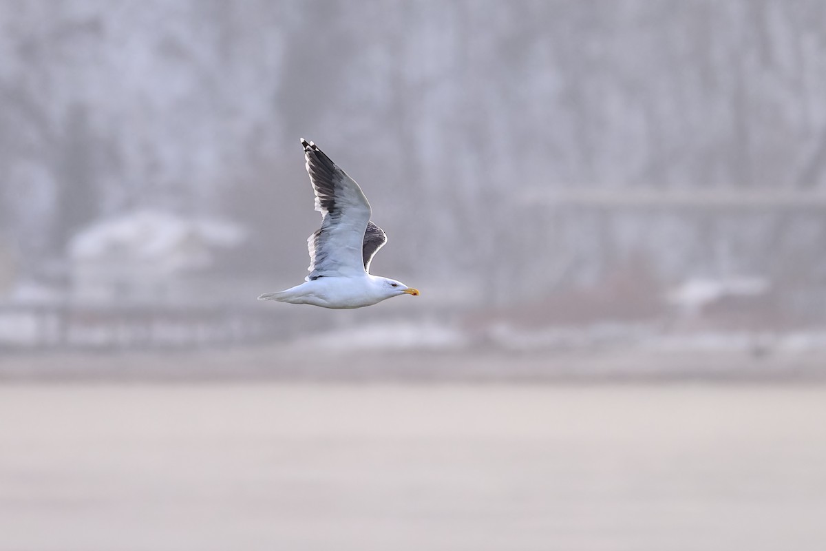 Great Black-backed Gull - ML646323657